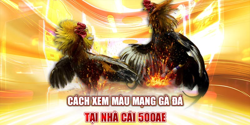 màu mạng gà đá